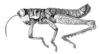 Thamnacris tuberculata Descamps & Amédégnato, 1972: Fig. 175. Male, habitus. (Otu).