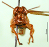 CollectionObject 1501236; c81a95ea-83f1-4627-b550-ce283560c26d: male, frontal view (syntype). (CollectionObject).