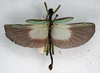 CollectionObject 1558280; NMW 250', 5235c3b1-7246-40e3-8198-b43eef07bed6: copyright NMW. male (lectotype). (CollectionObject).