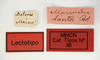 CollectionObject 1535349; 25253dae-7762-4ea5-b5aa-d70742b3afc2: labels (lectotype). (CollectionObject).