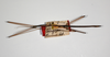 CollectionObject 1563558; 4be806c0-1317-4963-9a60-45adee0bba68: copyright ZMHB, Berlin. male, dorsal view of synonym Clitumnus laevigatus (syntype). (CollectionObject).