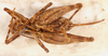 CollectionObject 1585734; 784df7b5-f023-4ccc-a66d-0ed5f6b28d5a: female, ventral view (paratype). (CollectionObject).