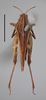 CollectionObject 1596014; 92649748-c15a-4691-b46c-74534d92b342, MZLU178067: female, dorsal view, scale bar 5 mm (syntype of Acridium marginatum). (CollectionObject).