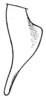 Conocephalus (Anisoptera) saltator (Saussure, 1859): Pl. XXIII, Fig. 21. lateral outline of male cercus (normal condition). (Otu).