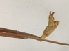 CollectionObject 1561507; NHMUK(SF IMPORT DUPLICATE) 844550, 27bdf160-5f2c-4711-8869-27110b81d67d: copyright Natural History Museum, London. male: end of abdomen, lateral view (syntype). (CollectionObject).