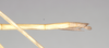 CollectionObject 1557986; NHMUK(SF IMPORT DUPLICATE) 844905, b30ef267-adb8-4d03-9044-100e0842319b: copyright Natural History Museum, London. female: end of abdomen, lateral view (holotype). (CollectionObject).