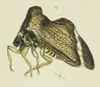 Habitus, lateral view: !! display not done !! on Entylia vittata (Buckton, 1903): (Observation).