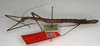 CollectionObject 1560432; NMW 620'', 1b180550-fa45-4539-9ceb-77eac016d3d5: copyright NMW, Vienna. female of Ocnophila integra (paralectotype). (CollectionObject).