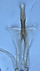 Aedeagus, ventral view on Coccineasca ponderosa (DeLong & Davidson, 1935): (Observation).
