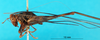 CollectionObject 1502445; ae67c707-787b-4d85-b8cf-c44899ad23c7: male, lateral view (lectotype). (CollectionObject).