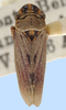 Habitus, dorsal view: !! display not done !! on Dechacona missionum (Berg, 1879): female: Dechacona missionum, Argentina, NCSU. (Observation).
