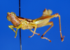 CollectionObject 1506163; d777ae79-e2a7-43b4-b4a3-cbda622ff4b8: male, frontal view (holotype). (CollectionObject).