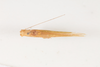 CollectionObject 1505829; 304351ea-b7ac-458b-80bb-ac4c68c7906f: Male, dorsal view (syntype). (CollectionObject).