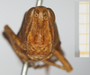 CollectionObject 1519440; f4045920-d9c4-4605-8844-0c0a14942c2f, NHMUK10924572: female, frontal view (holotype). (CollectionObject).