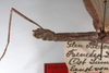 CollectionObject 1557154; 667102fb-84b3-4b6a-a1d5-cb327a306c1f: copyright MNHU, Berlin. female: head and thorax (holotype). (CollectionObject).