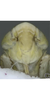 Head on Cosmotettix (Airosus) costalis (Fallén, 1826): Face. (Observation).