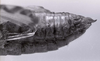 CollectionObject 1506899; 49e063f4-987b-423b-a04b-edf658d560ed: female abdomen tip (holotype). (CollectionObject).