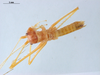 CollectionObject 1566932; 2058b233-de48-436e-a7db-b22f7156800e: male, dorsal view (holotype). Parque Nacional do Pau Brasil, Porto Seguro, Brazil. (CollectionObject).