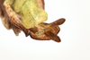 CollectionObject 1584348; CC ANIC Database No. 15 000074, 35145325-2a22-4ba4-8890-38ac04956134: copyright CSIRO, Canberra. male: end of abdomen, ventral view (holotype). (CollectionObject).