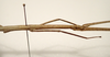 CollectionObject 1583792; 504137d1-b138-4909-bb15-6179e1645e55: copyright MNHN, Paris. female head & thorax, lateral view (paratype). (CollectionObject).;CollectionObject 1583793; ecd8adad-8df3-4622-8518-81f6a7571783: copyright MNHN, Paris. female head & thorax, lateral view (paratype). (CollectionObject).;CollectionObject 1583794; 1f7dc6b6-c82e-49b0-b7ad-6b44ff01b2e7: copyright MNHN, Paris. female head & thorax, lateral view (paratype). (CollectionObject).