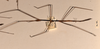 CollectionObject 1558237; d49b09bf-b84f-4f86-9d9a-2a9462d10240: copyright OUMNH. male, lateral view (syntype). (CollectionObject).