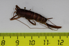 CollectionObject 1583554; e6932a2c-8d85-4c05-873d-5eb59ad9cdd1: female, dorsal view (paratype). (CollectionObject).