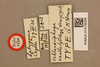 CollectionObject 1518908; 697c30f3-1ff0-4991-bda1-6a3ce0c07cf4, NHMUK015105059: labels (holotype of Ochlandriphaga xanthelytrana). (CollectionObject).