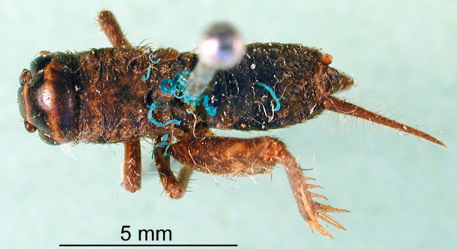 nymph (syntype of Modicogryllus hermsdorfensis). Depicts CollectionObject 1502070; 707c6590-7c5f-4f36-b15e-2db6f2403f96, a CollectionObject.