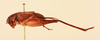 CollectionObject 1518343; cfecd78e-574a-425f-8395-3e2e060b8063, NHMUK015982401: male, lateral view (holotype). (CollectionObject).
