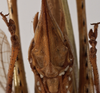 CollectionObject 1534725; 0c8b9bc8-b13c-4082-89ea-fd0ed5b9ee6e: female subgenital plate (syntype). (CollectionObject).