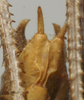CollectionObject 1535163; 66b24531-7176-4f7f-a66e-a7311711e459: male subgenital plate (holotype). (CollectionObject).