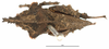CollectionObject 1521857; 1024a1f4-f54d-49b4-a362-f789cf8afa5b: female, dorsal view (holotype). (CollectionObject).
