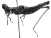 Eutemnomastax saurus (Burr, 1899): Image Carbonell, C.S. female, lateral view (unspecified type). (Otu).
