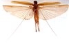 CollectionObject 2628033; CNMS 45, 17debbbe-5e64-4c0b-b21e-485a9d81dbb3, CNMS 45: dorsal view. male (paratype). (CollectionObject).