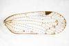 Forewing: (flipped vertically). (Observation).