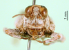 CollectionObject 1571074; 1cbe6d82-b330-4400-a9ed-21a6ed6a6aa0: female, frontal view (paralectotype). (CollectionObject).