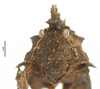 CollectionObject 1521857; 1024a1f4-f54d-49b4-a362-f789cf8afa5b: female, frontal view (holotype). (CollectionObject).