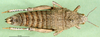 CollectionObject 1502762; 985456e2-261a-43c0-92b8-6e1594d65b38: female, dorsal view (allotype of Nocarodes armenus). (CollectionObject).