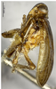 Habitus, lateral view on Tetricodes quadrilamina (Zhang & Chen, 2012): (Observation).