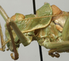 CollectionObject 1535210; 39ae5b37-f54f-4a6e-9ef5-258c15636ab3: male pronotum, lateral view (syntype). (CollectionObject).