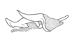 Oteroa paraibana Amédégnato & Descamps, 1979: Fig. 156. phallic complex, without epiphallus, lateral view. (Otu).