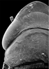 Head: !! display not done !! on Bonamus lineatus Oman, 1938: half of head and pronotum, dorsal view. (Observation).
