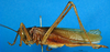 CollectionObject 1502350; 95bcdc54-93db-4b4c-9331-55a906e3c096: female, lateral view. (CollectionObject).