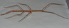 CollectionObject 1562187; 15c2593d-06c3-488b-a566-efe35ae64df6: copyright Natural History Museum, London. female, lateral view (holotype). (CollectionObject).