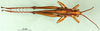 CollectionObject 1502138; 5bcf3e3c-679e-42a4-9732-e1a43b279466: female, dorsal view (paralectotype of Agriacris picticollis). (CollectionObject).