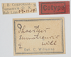CollectionObject 1576819; 8a346e54-fbb5-4022-9dbf-aa5e01f6e5c0: labels (paratype of Phaestus sumatrensis). (CollectionObject).