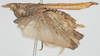 CollectionObject 1532590; 2904c6e4-5fe5-4807-a28e-6298c7eb22db: female, lateral view (holotype). (CollectionObject).