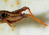 CollectionObject 1526832; dd341276-7aa0-4a3c-b239-02e63ea87116: male abdomen, dorso-lateral view (paratype). (CollectionObject).