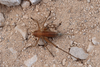 Rhacocleis germanica (Herrich-Schäffer, 1840): female in dorsal view (from Croatia: Korcula Isl.). (Otu).