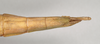 CollectionObject 1562285; NHMUK(SF IMPORT DUPLICATE) 845096, 2604a516-7075-407e-9b68-ad00bbfd3aa9: copyright Natural History Museum, London. female: end of abdomen, dorsal view of Trigonoderus childreni (syntype). (CollectionObject).